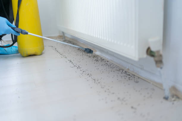 Best Wasp Removal Services  in Hobart, OK